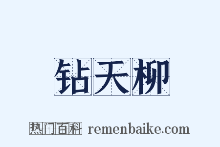 钻天柳是什么意思的图片
